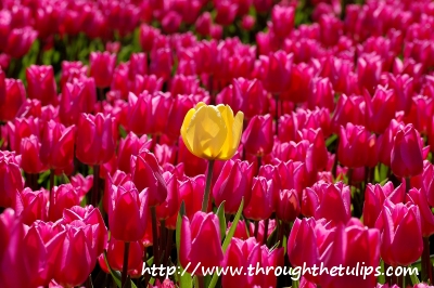 Through the Tulips