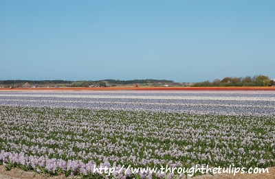 Tulip Fields 2009