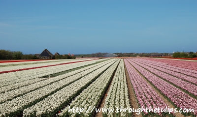 Tulips 2009