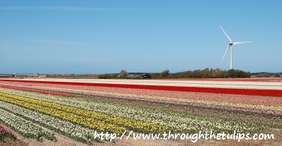 Tulips 2009