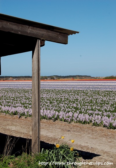 Hyacinth Fields