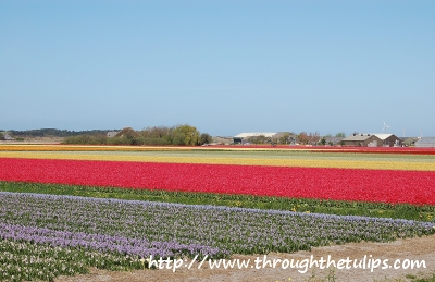 Tulips and Hyacinth's