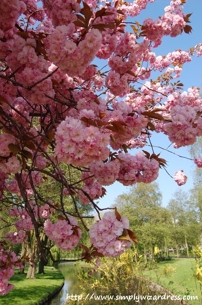 Cherry Blossoms