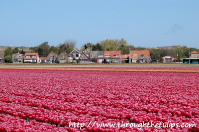 Tulips, Tulips and More Tulips.