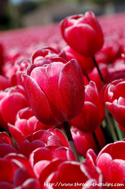 Tulips