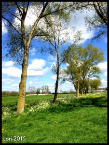 spring
